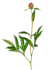 Obraz premium Unopened peony bud