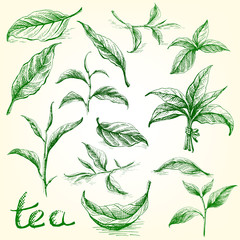 Collection of tea leaves. Green, black, Pekoe tea in graphic style, hand-drawn vector illustration.