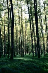 Bäume und hohe gräser im Wald am frühen morgen