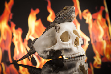 Fire lizard, agama on black mirror background