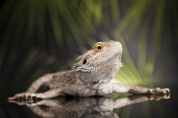 Animal Lizard, Bearded Dragon on mirror background