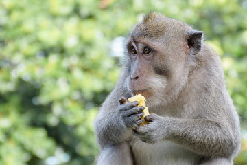 Obraz premium Monkey clouse up green bokeh background