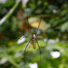 Spider with green leaf blur background
