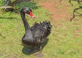 Cisne Negro