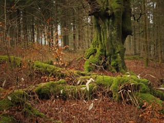 old beech (Fagus sylvatica) in the Habichtswald forest near Kassel, Germany