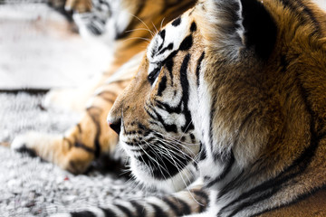 portrait of a beautiful tiger