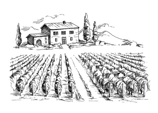 Rows of vineyard grape plants and house in graphic style