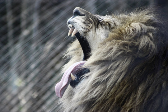 126 件の最適な Rugido 画像、ストック写真、ベクター Adobe Stock