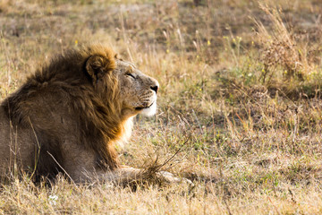 Portrait of a Beautiful Lion