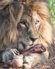león comiendo un hueso en primer plano