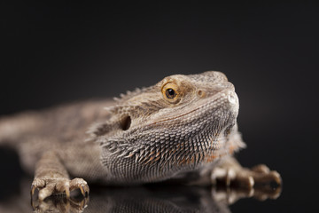 Agama bearded, pet on black background, reptile