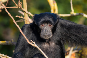 Singe Siamang fixant la caméra