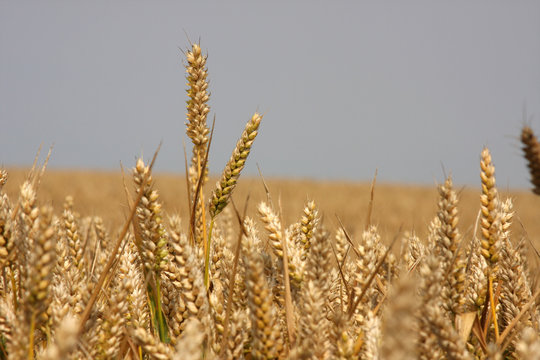 Heads of corn grown on arable land.