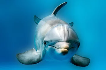 Zelfklevend Fotobehang dolphin close up portrait detail while looking at you © Andrea Izzotti
