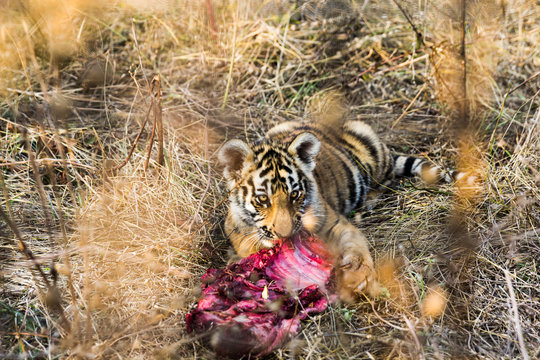 little tiger cub eats meat