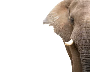 Photo sur Plexiglas Éléphant Gros plan de l& 39 éléphant recadrée avec copie espace