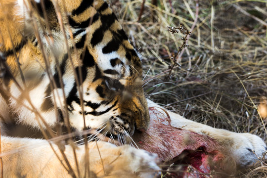  tiger eats meat
