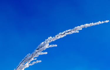 Covered with frost branch against the sky