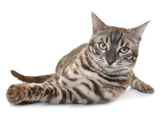 Obraz premium bengal cat in studio