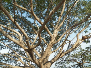 Secuoyas ramas de arboles