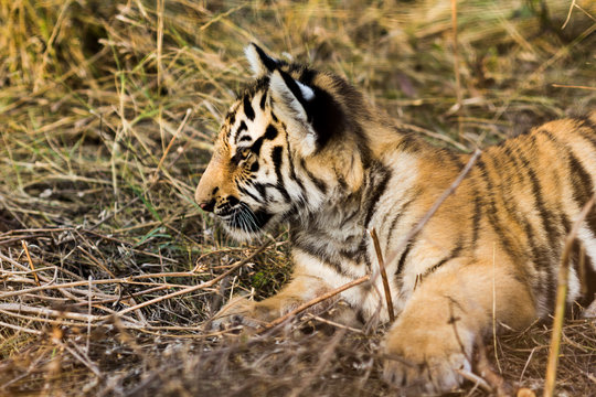 portrait of a beautiful little tiger