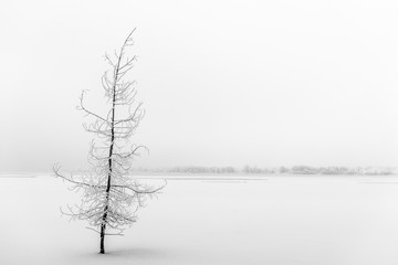 Fototapeta na wymiar Frozen tree in winter