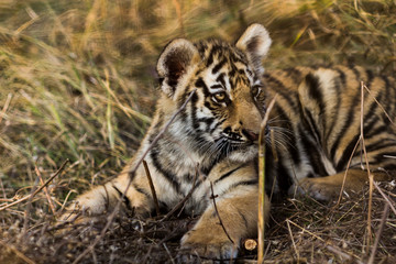 portrait of a beautiful little tiger