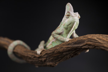 Animal, Chameleon lizard