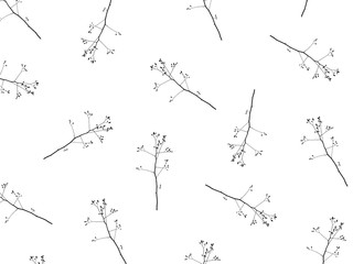 Sprig of tree on a white background