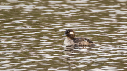Beautiful duck swimming in a pond. Nisqually wildlife refuge, Washington, USA