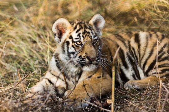 portrait of a beautiful tiger