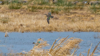 Colorful duck flying over a pond. Nisqually wildlife refuge, Washington, USA