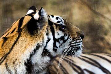 portrait of a beautiful tiger