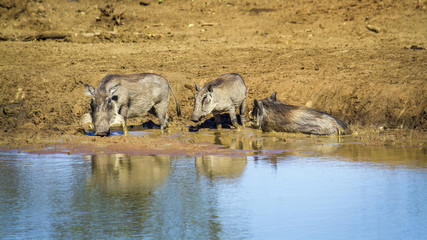 common warthog in Kruger National park, South Africa