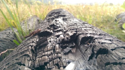 Burnt Log