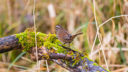 Little brown bird among tree branches. Nisqually wildlife refuge, Washington, USA