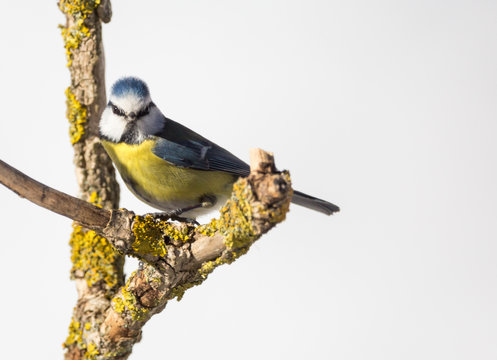 M&eacute;sange bleue