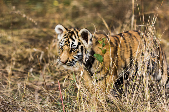 portrait of a beautiful tiger