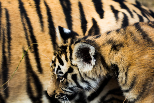 portrait of a beautiful tiger
