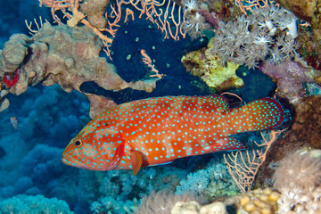Pesce