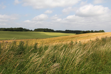 Large field of green grass in countryside