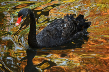 Black Swan in Late Autumn