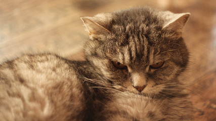 Cat lying on the floor at home