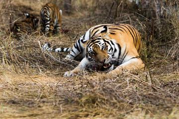 portrait of a beautiful tiger