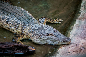 Crocodile du Nil