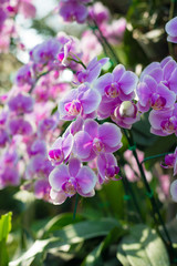 Purple orchid flower