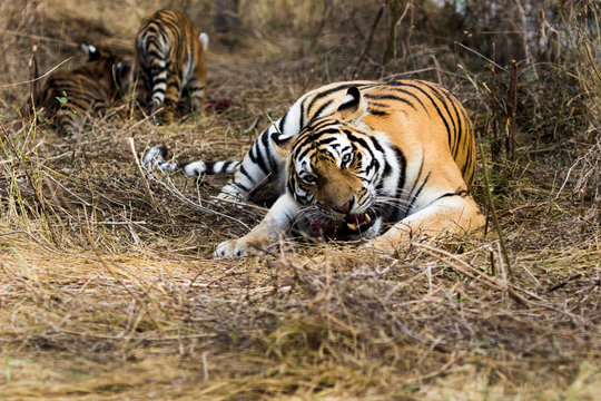 portrait of a beautiful tiger