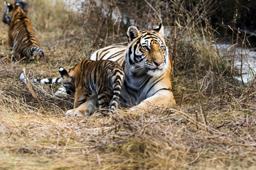 portrait of a beautiful tiger