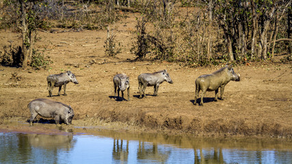 common warthog in Kruger National park, South Africa