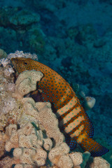 Pesce